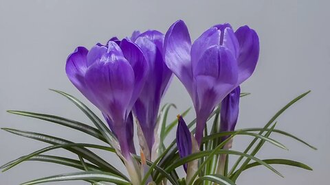 Free Purple Crocus Flowers Blooming Time Lapse Video