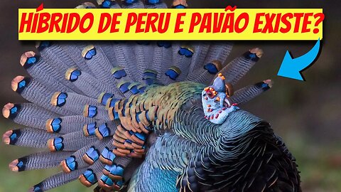 HÍBRIDO DE PERU E PAVÃO EXISTE?