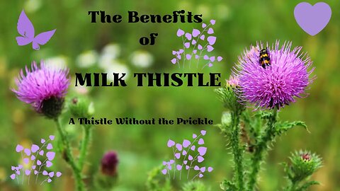Milk Thistle - A Thistle Without The Prickle