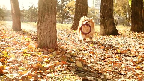 Corgi dog running in an autum forest