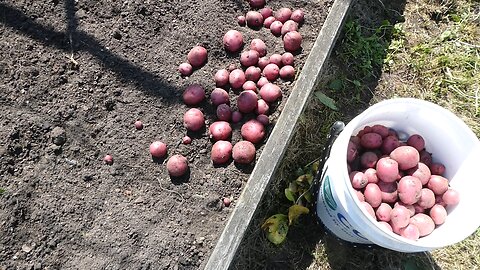 RED POTATOE HARVEST 2024