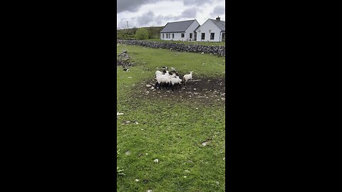 Sheepdogs Ireland