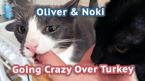 Two Cats Go Crazy Over Turkey: Noki and Oliver