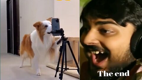A dog who can live broadcast. 👍👍👍