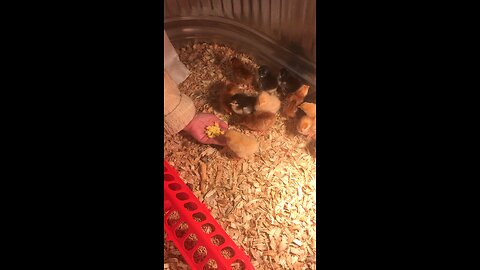 Chicks