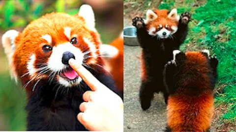 The Red Panda's relationship with their environment: How they adapt to changing climates
