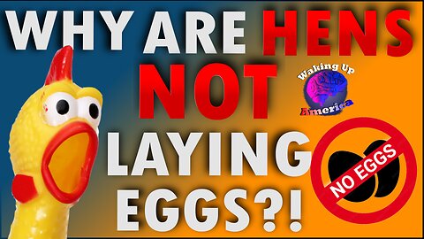 WHY are CHICKENS NOT LAYING EGGS?! We found the cause! - Waking Up America - Ep 35