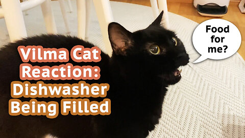 Vilma Cat Reaction: Dishwasher Being Filled