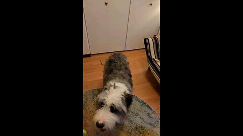 sheepadoodle dog catches his toy in slow motion
