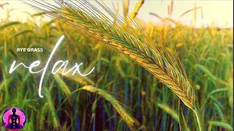 relax rye grass - grass ☘️ and relax music for morning☀ || best and super music.