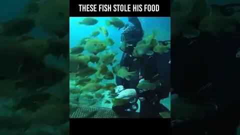 The fish STOLE the scuba divers snack