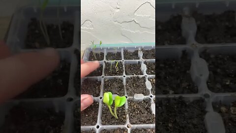 Garden Update (Spring 2023) - Seeds Started - 1 week of growth
