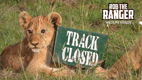 Lovely Lion Cubs | Maasai Mara Safari | Zebra Plains