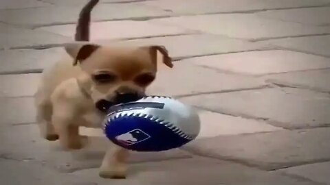 Chihuahua puppy successfully retrieves ball for the first time