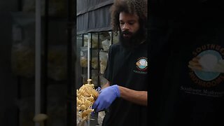 🍄 golden enoki harvest #shorts