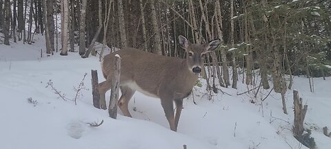 Majestic deer in the bush