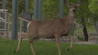 Idaho Fish and Game identifies 15 deer with chronic wasting disease in 2022