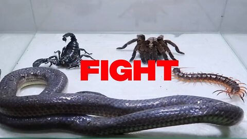 Scorpion, Snakes, Tarantula and more fight