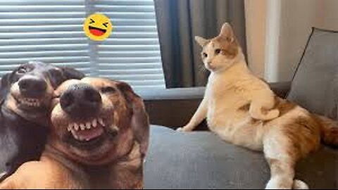 Funny Dogs And Cats Videos 2024 😅 You won't believe what you'll see