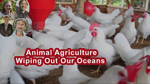 How Animal Agriculture On Land Is Wiping Out Our Oceans