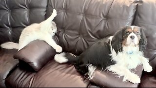 Ragdoll and Cavalier King Charles are the cutest pair