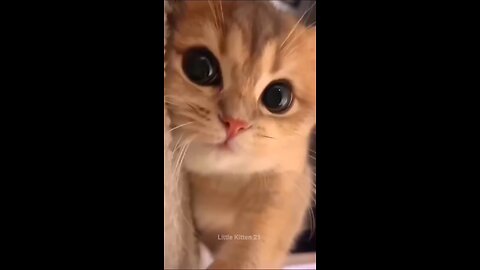 cute kittens (720p)