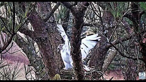Angel and Mate Building The Nest 🌲 02/11/23 11:28