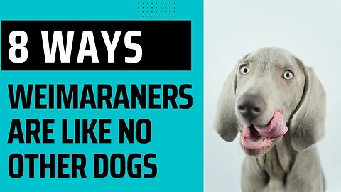 8 Ways Weimaraners Are Like No Other Dogs.