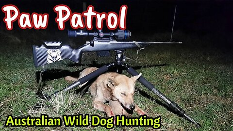 Wild Dog Hunting in Australia || Predator Control || Hunting with a Thermion 2 XP50