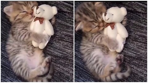 "Adorable Kitten Snuggles with Teddy Bear for Sweet Dreams"