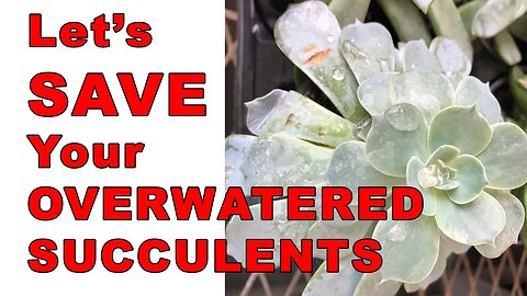 Easy way to save overwatered succulents