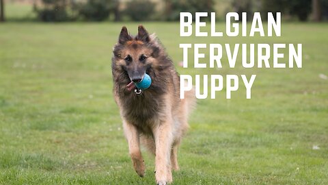 Belgian Tervuren Puppy Growth Stages