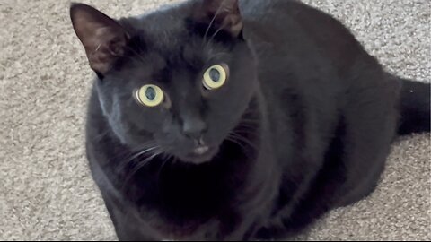 Adopting a Cat from a Shelter Vlog - Cute Precious Piper is an Excellent Inspector