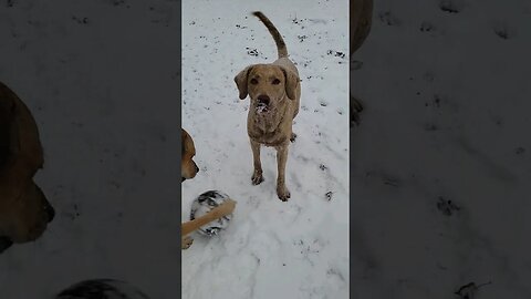 Wees got snow!! #snowdogs #welovesnow #snowbunny