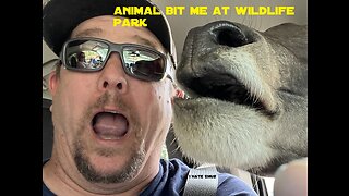 I Got Bit At Drive Through Wildlife Park In Oklahoma Tiger, Emu, Llama, Donkey