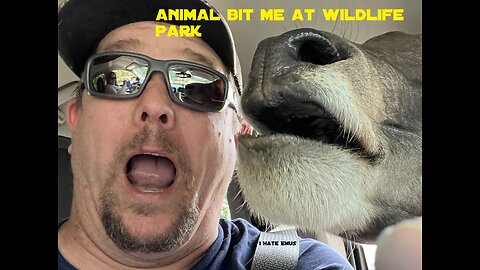 I Got Bit At Drive Through Wildlife Park In Oklahoma Tiger, Emu, Llama, Donkey