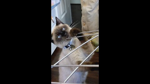 funny kitten chewing on metal poles like floss