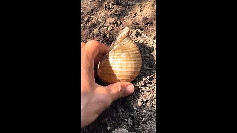 Color the shell