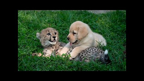 This dog and the cheetah met as children, two years later, they are still inseparable