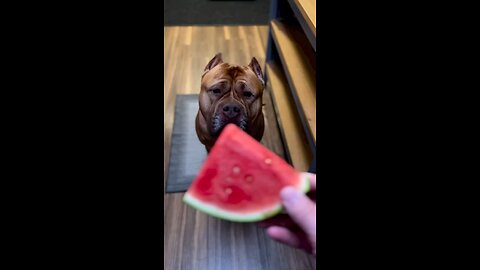 Do “baby lions” like watermelon? 🦁🍉😋