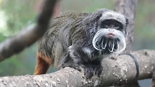 Dallas Zoo believes 2 of its monkeys were stolen