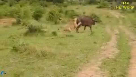 Powerful Wild Animals Fight Buffalo vs Lion, Crocodile vs Leopard - Hyena, Tiger, Wild Dog.