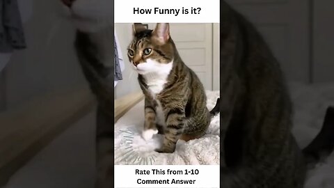 Cute & Comical: Cat Compilation