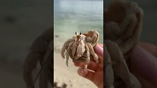 Seychelles hermit crab. 🌺☀️🌴