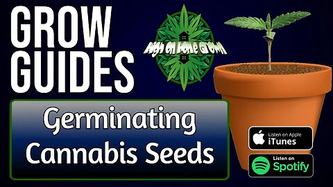 Germinating Cannabis Seeds | Grow Guides Episode 6