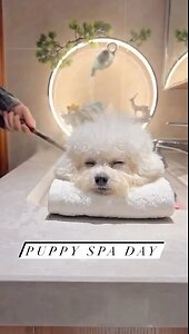 Dog at the spa 🤣😂😅