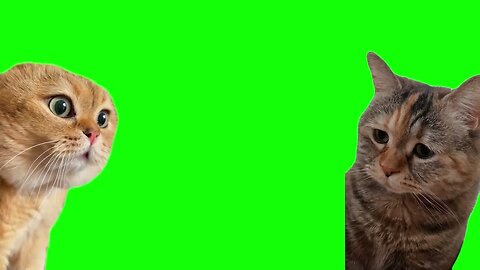Talking Cats Meme Green Screen