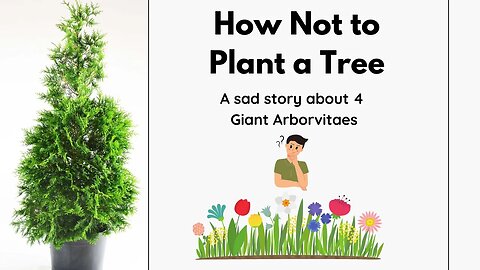 Giant Arborvitea - How Not To Plant A Tree