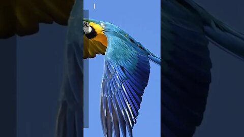 gold and blue macaws