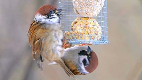 Family of Loud Eurasian Tree Sparrows Attack a Metal Feeder